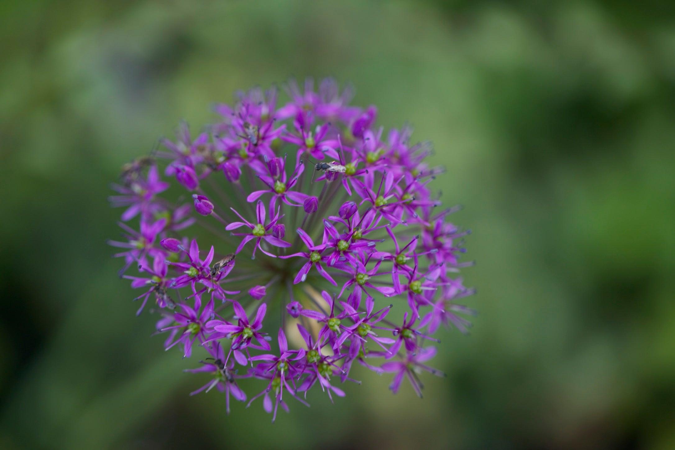 Allium wallichii