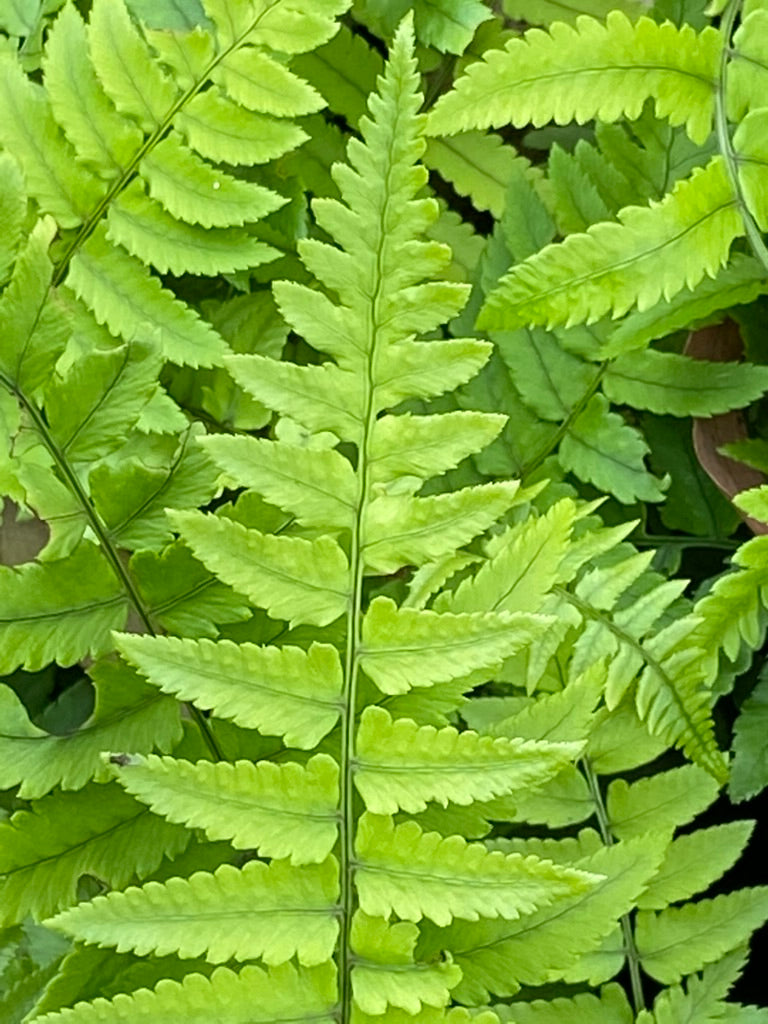 Dryopteris atrata (syn. cycadina)