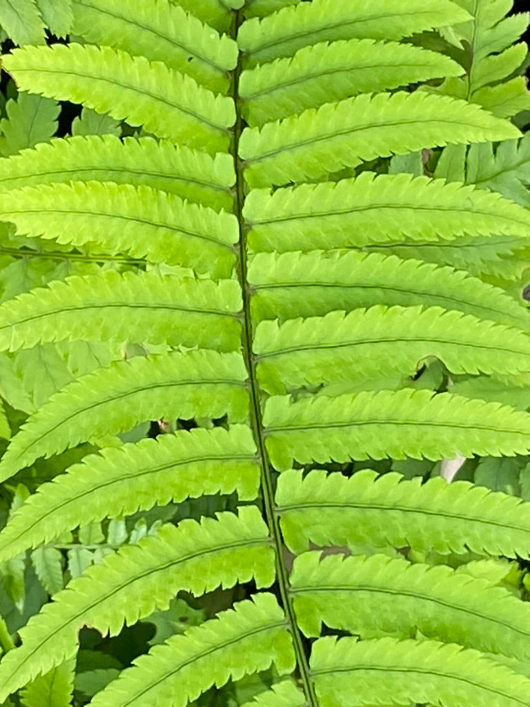 Dryopteris atrata (syn. cycadina)