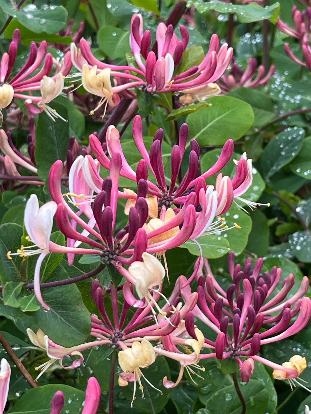 Lonicera x americana – Edulis