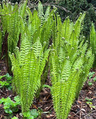 Ferns – Edulis