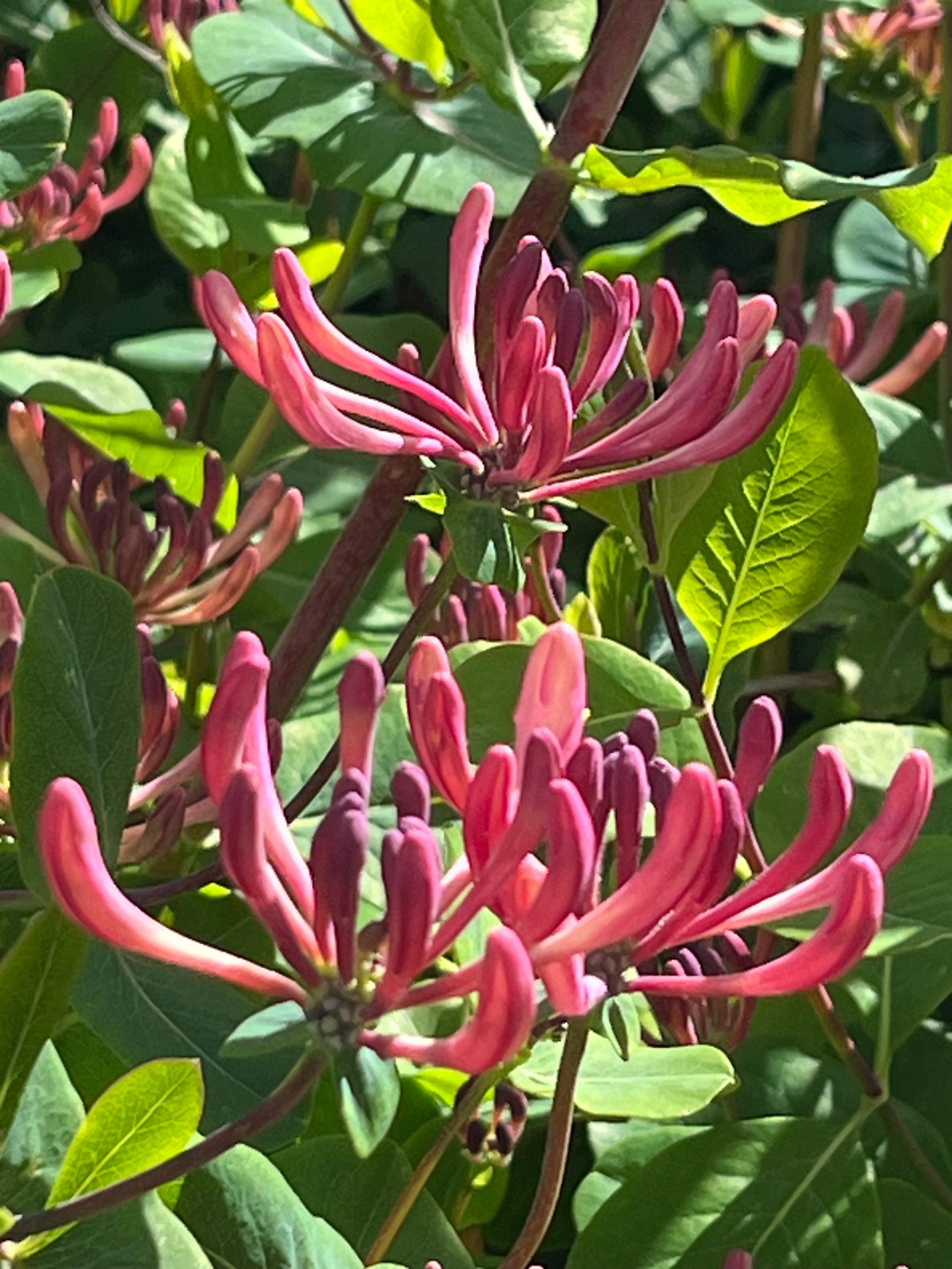 Lonicera x americana – Edulis