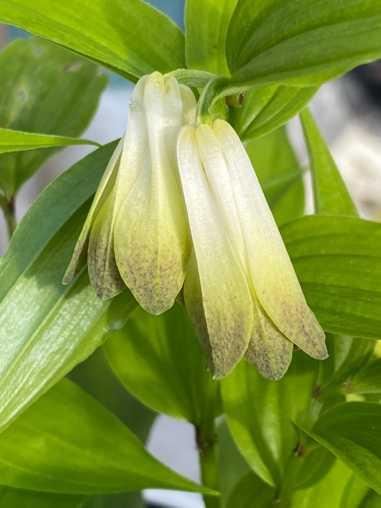 Disporum sessile