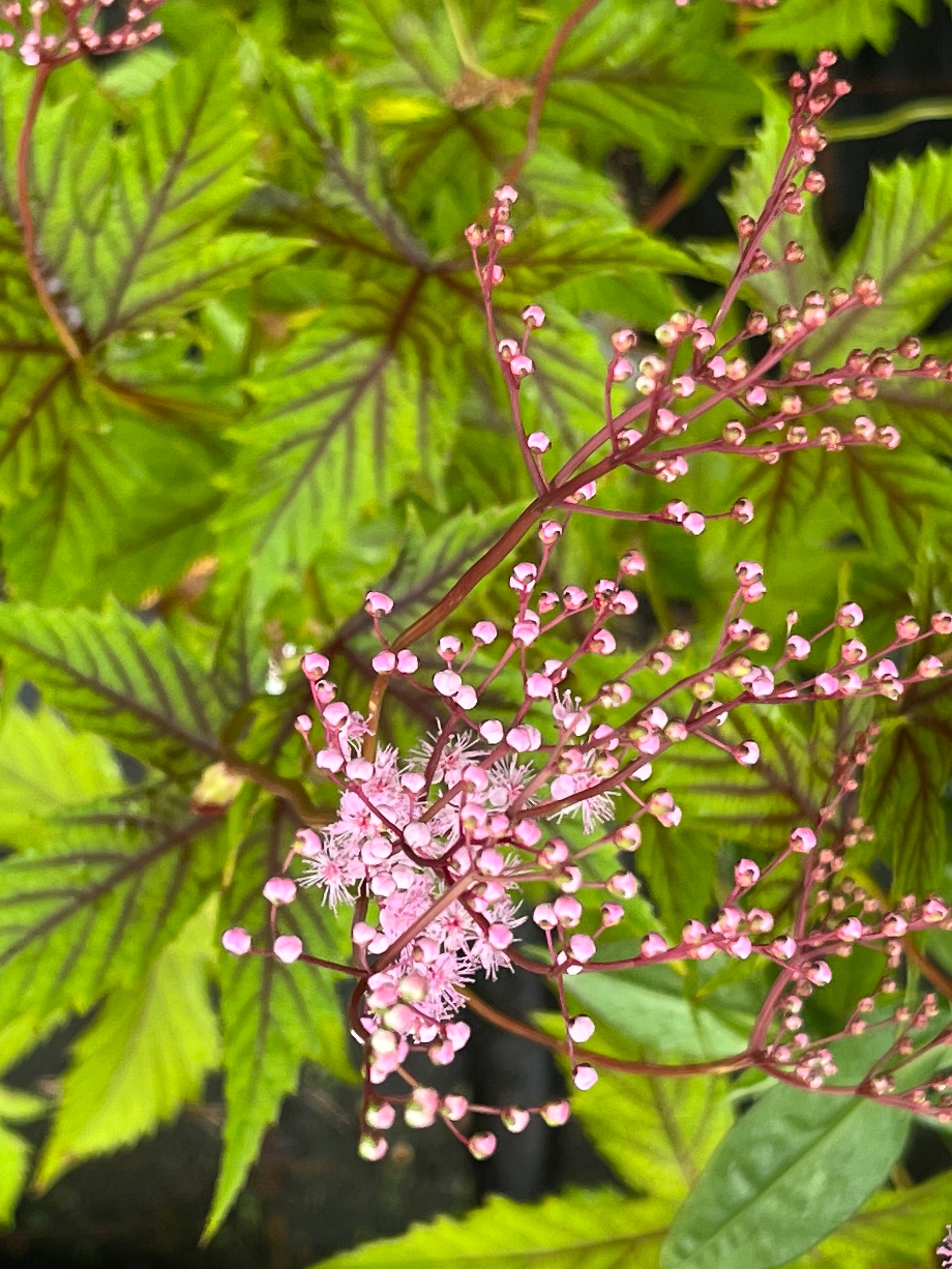 Filipendula multijuga &#39;Hjördis&#39; (&#39;Red Umbrellas&#39;)