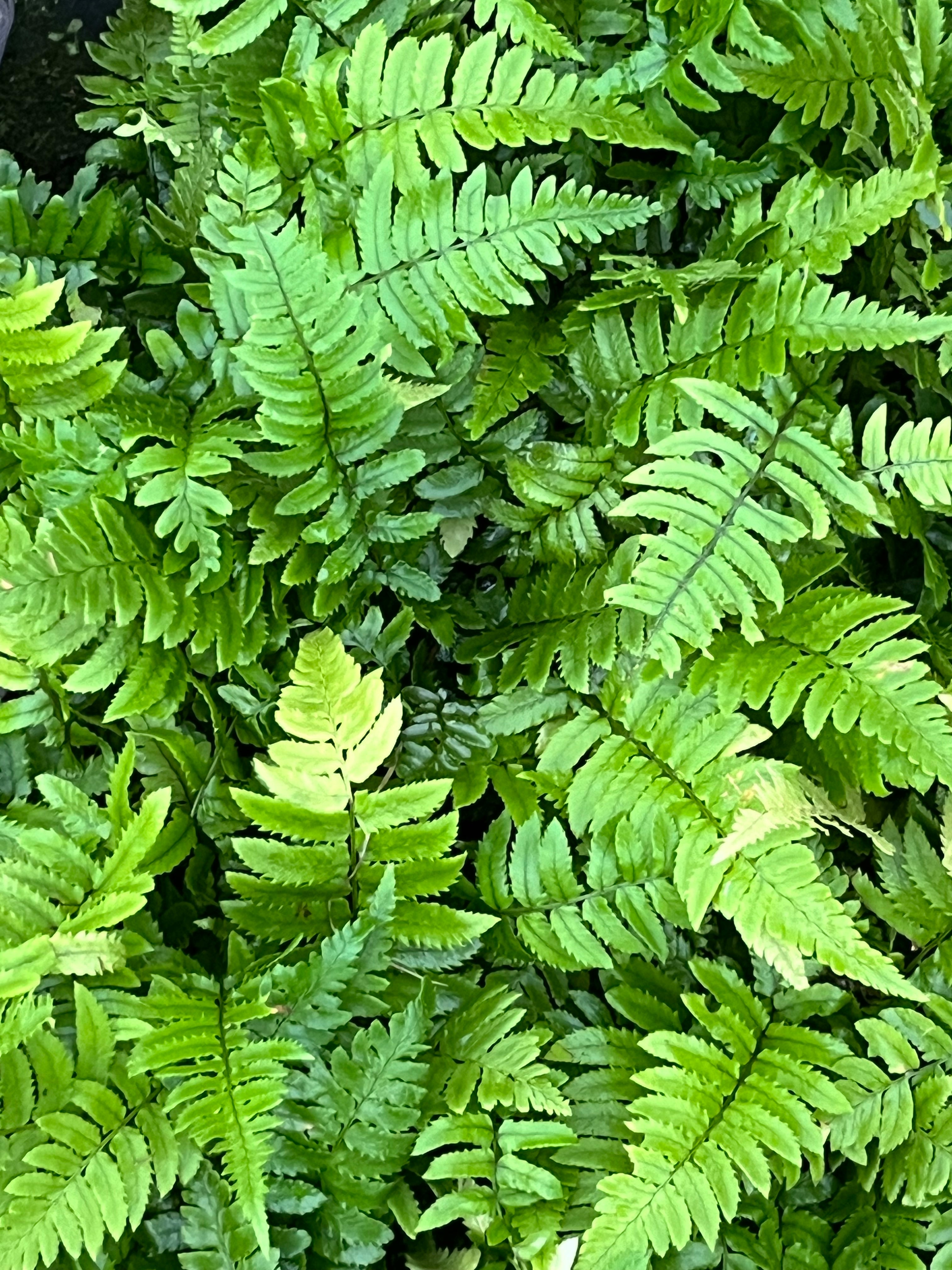 Dryopteris atrata (syn. cycadina)