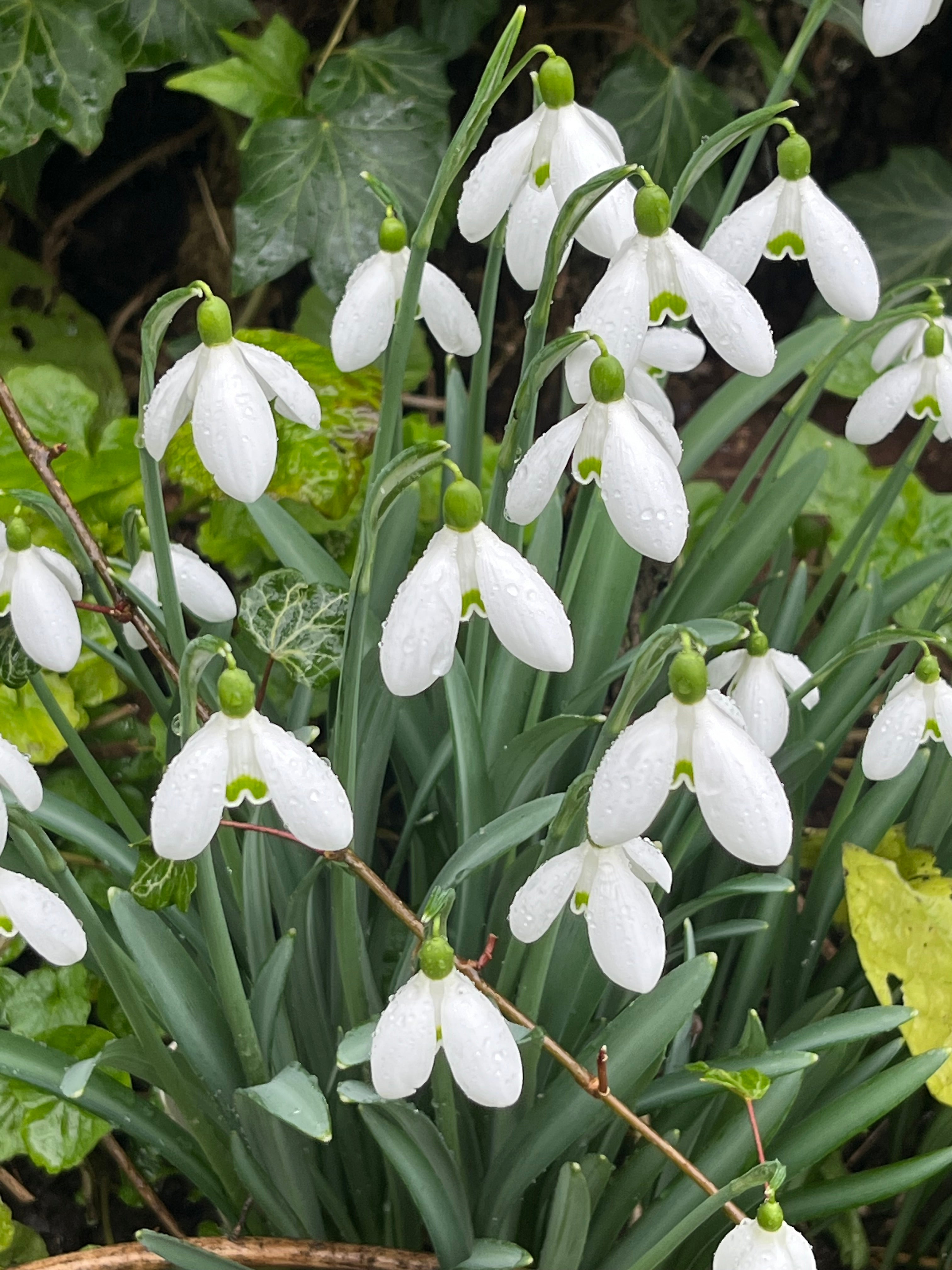 Galanthus ‘Brenda Troyle’