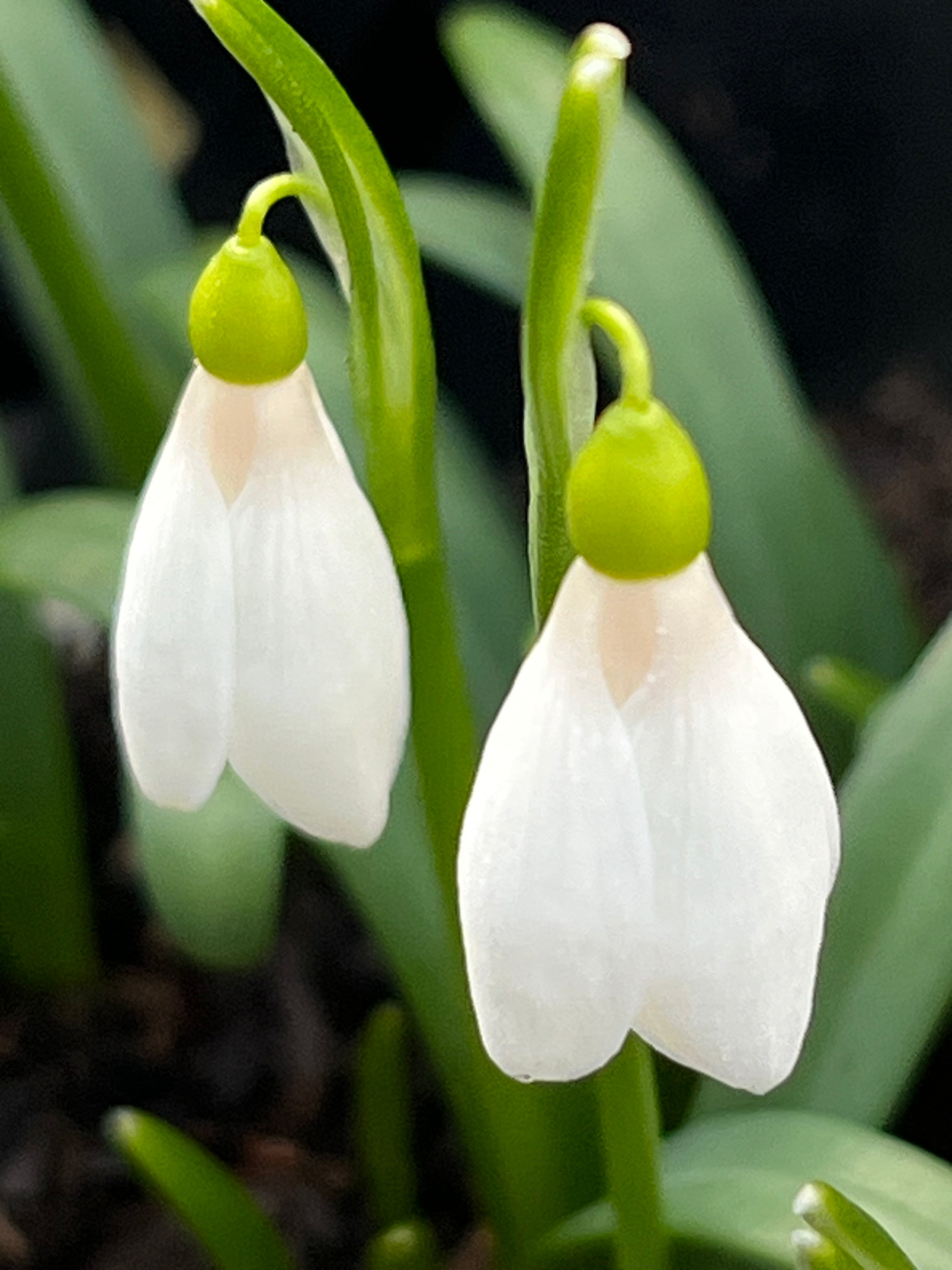 Galanthus lagodechianus