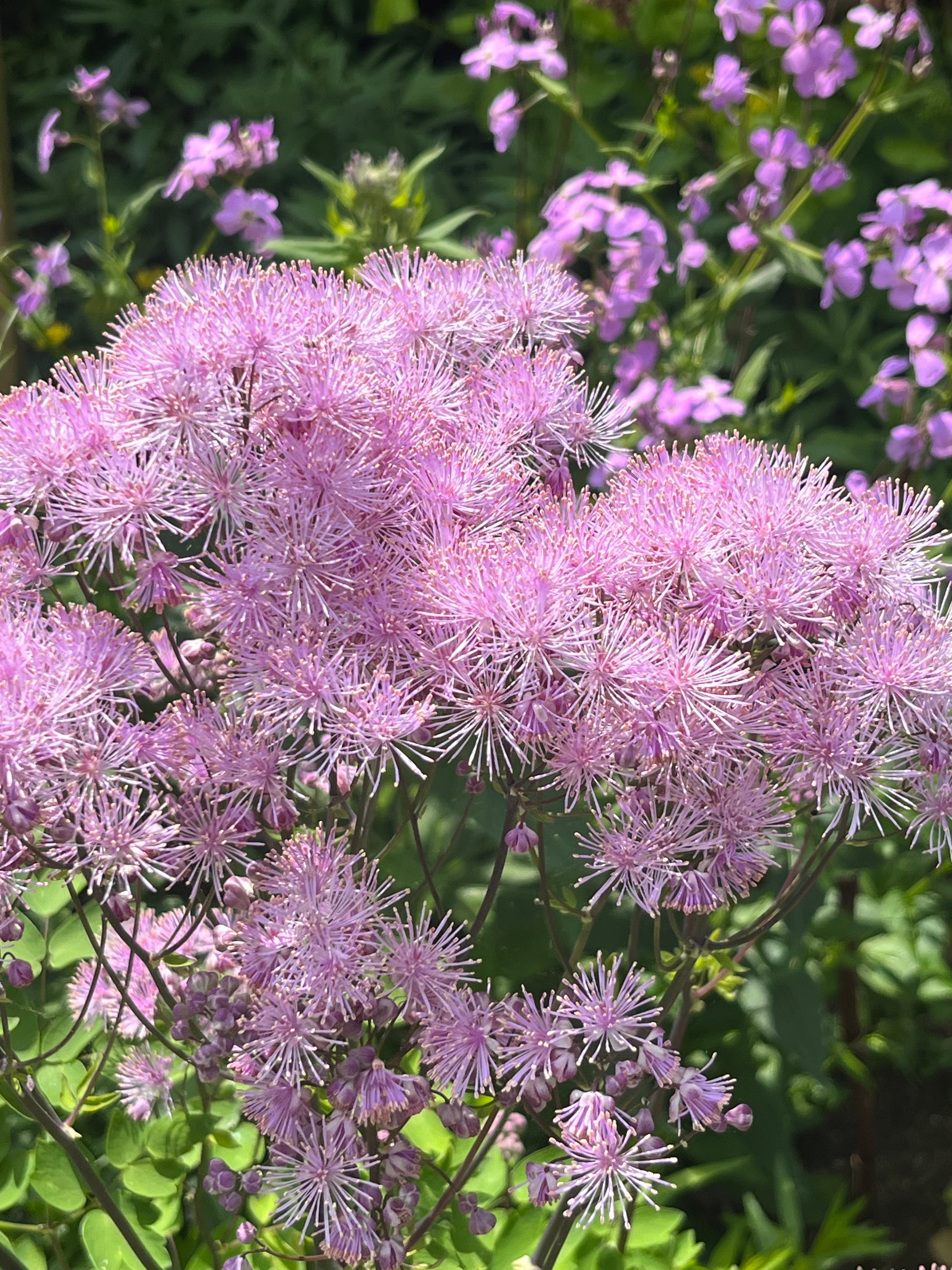 Thalictrum aquilegiifolium ‘Black Stockings’