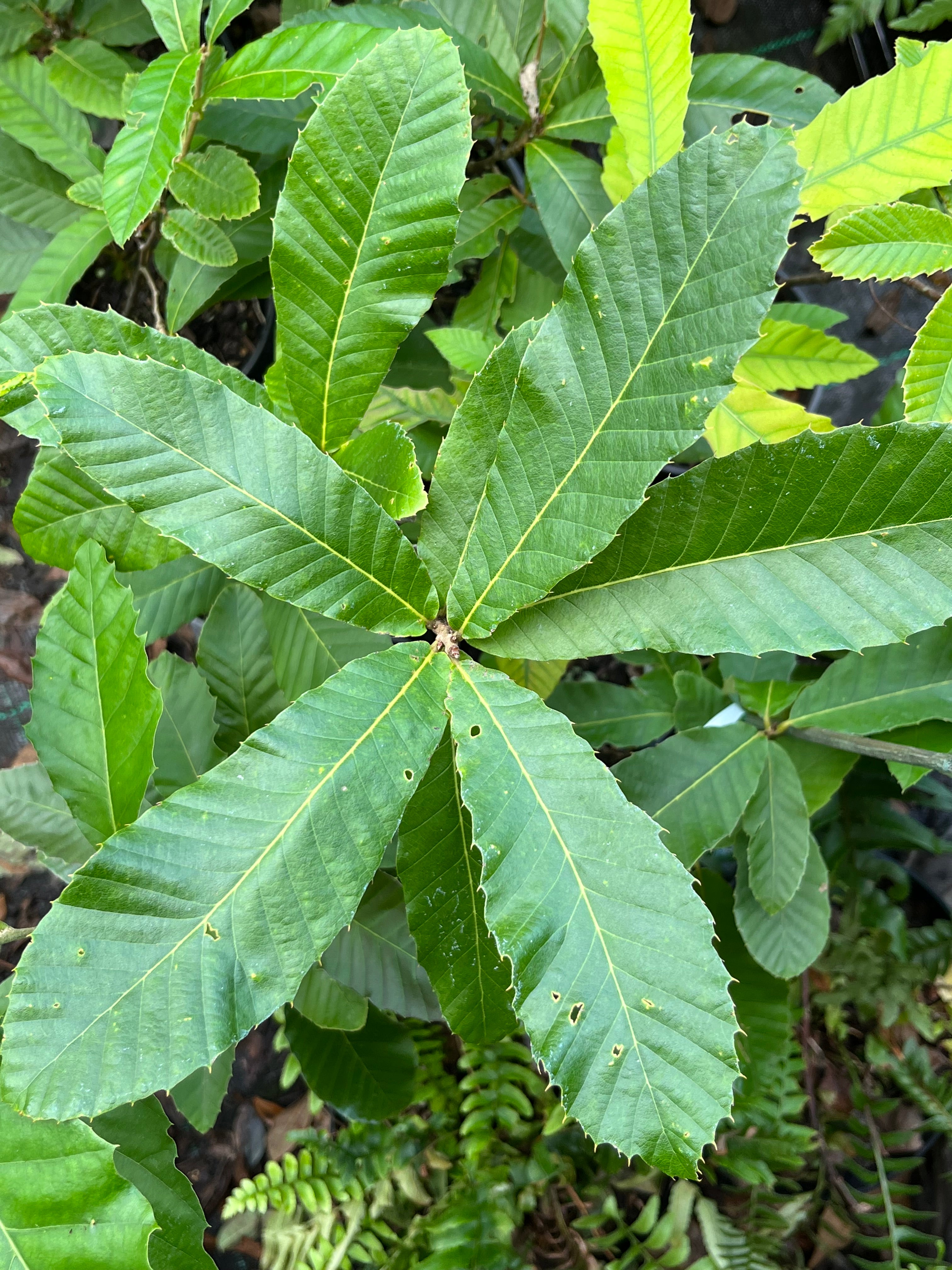 Quercus variabilis