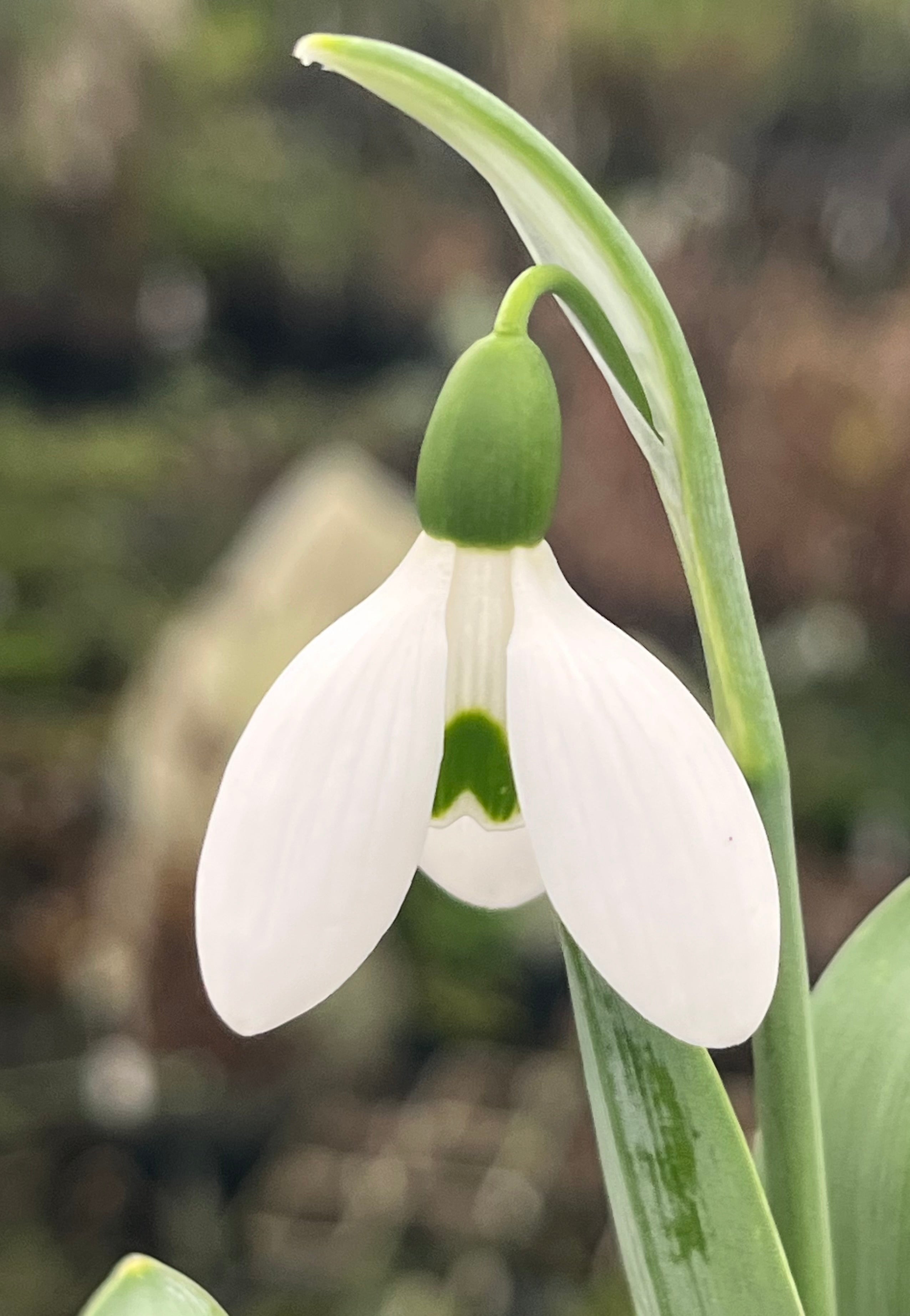 Galanthus elwesii ex ‘ Herbert Ransome’