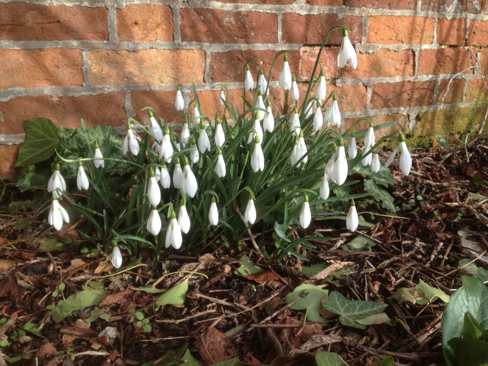 Galanthus ‘Atkinsii’