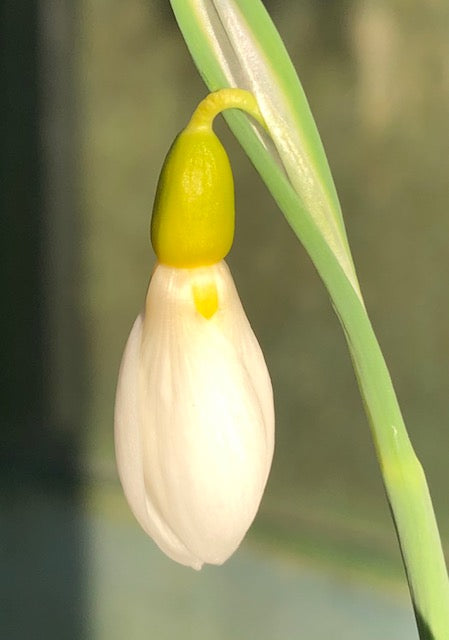 Galanthus gracilis &#39;Ronald MacKenzie&#39;