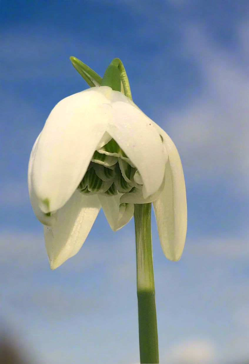 Galanthus elwesii &#39;Chiltern Queens&#39;