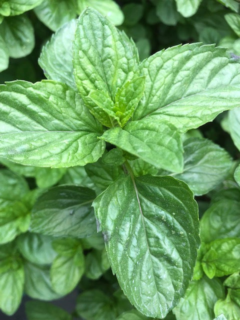 Mentha x piperita f. citrata ‘Basil’ – Edulis