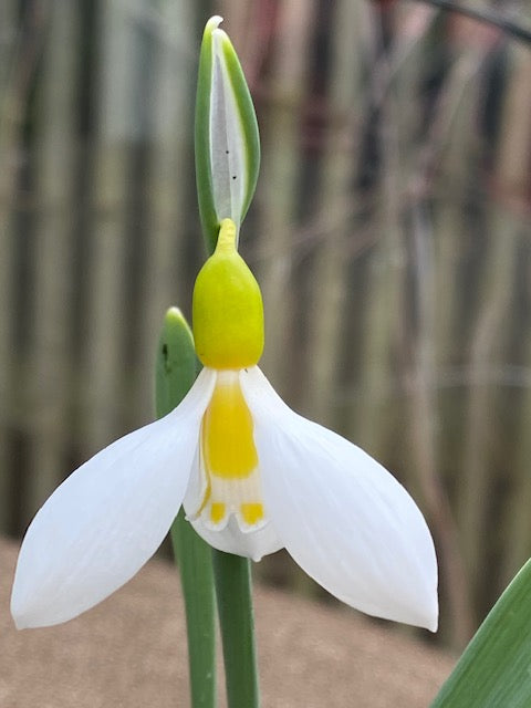 Galanthus gracilis &#39;Ronald MacKenzie&#39;