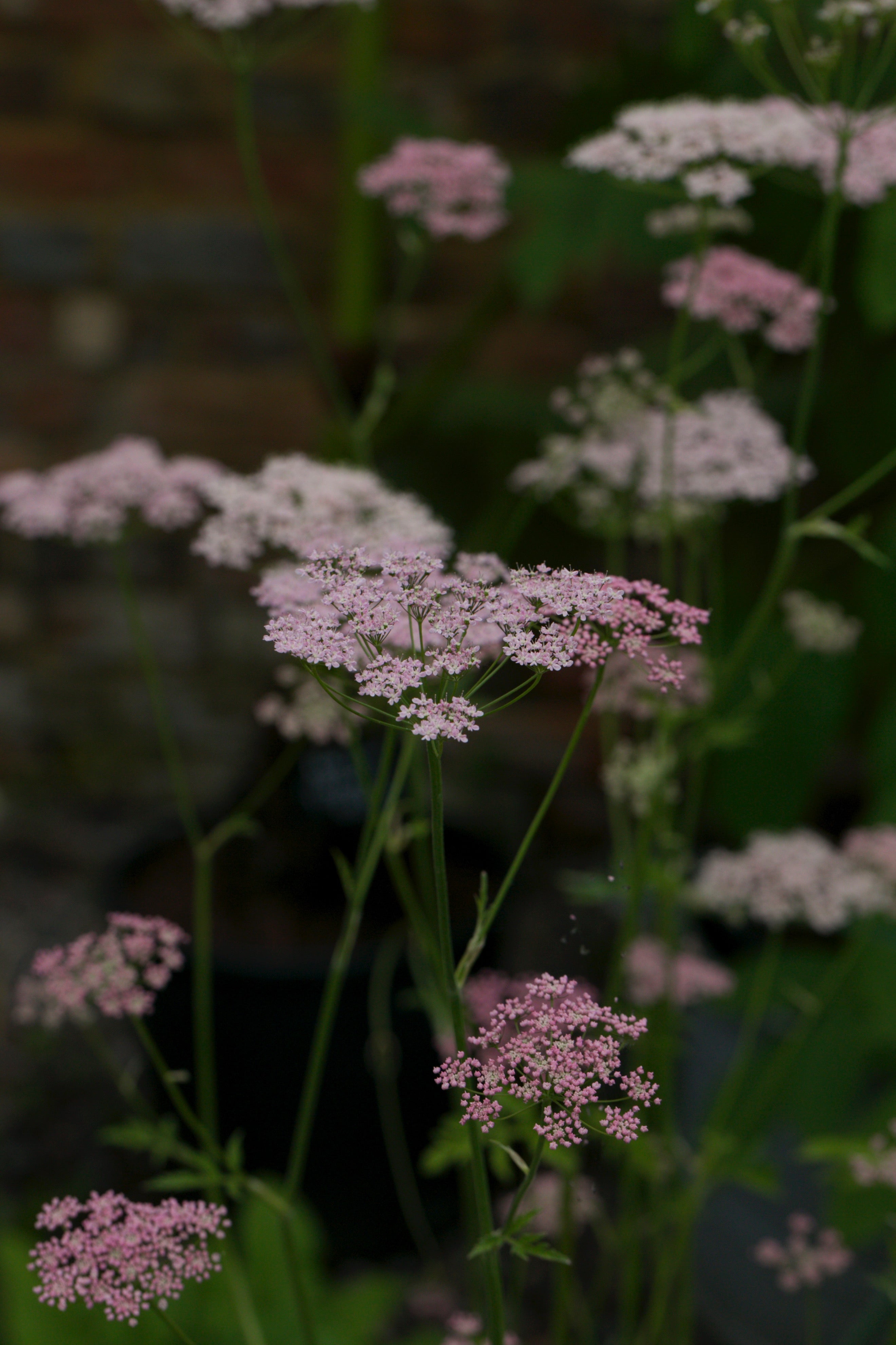 Pimpinella major ‘Rosea’