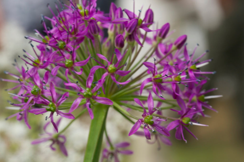 Allium Wallichii – Edulis