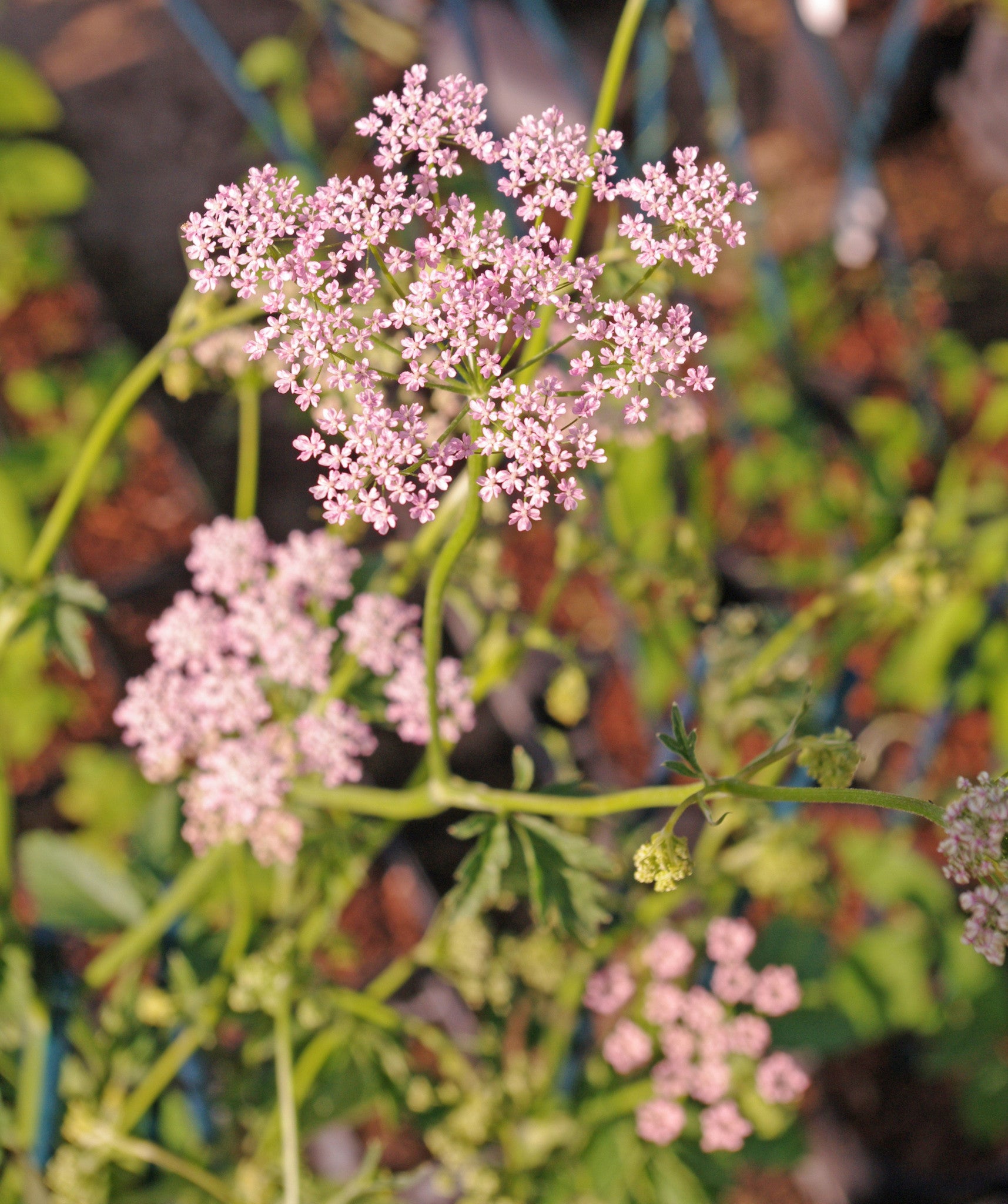 Pimpinella major ‘Rosea’